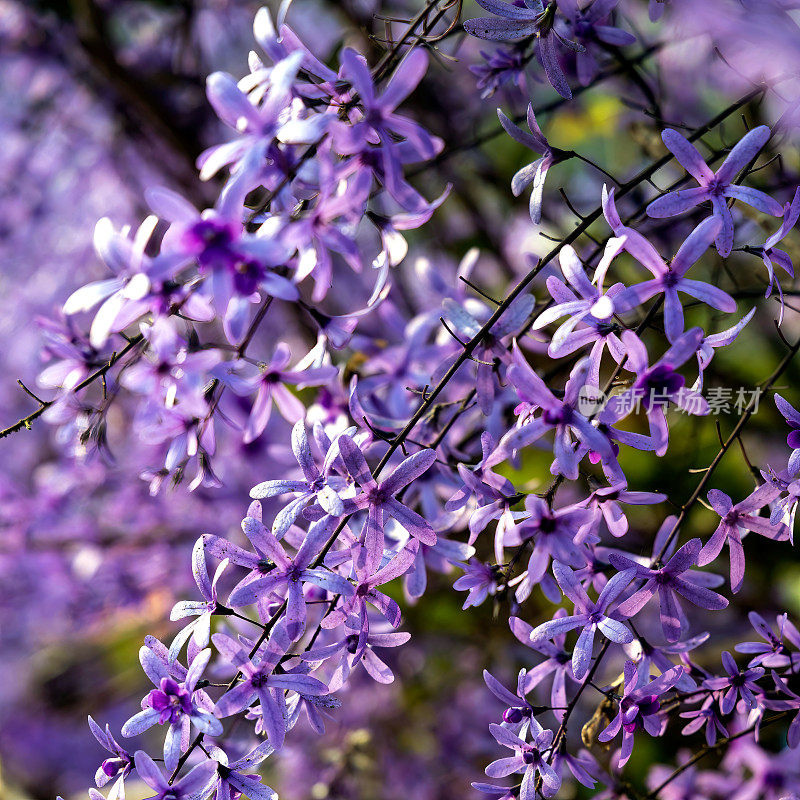 紫皇后花环(Petrea volubilis)开花藤蔓